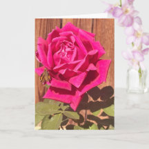 Kleurrijke Elegante Roze Bloemen Roze Bloem