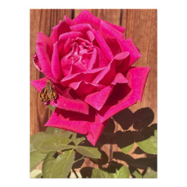 Kleurrijke Elegante Roze Bloemen Roze Bloem Perfect Poster