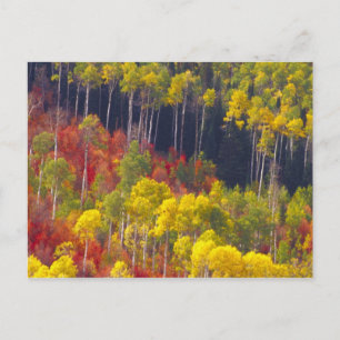 Kleurrijke espes in Logan Canyon Utah in de Briefkaart
