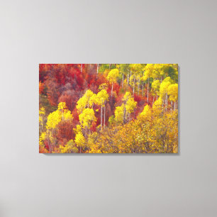 Kleurrijke espes in Logan Canyon Utah in de Canvas Afdruk