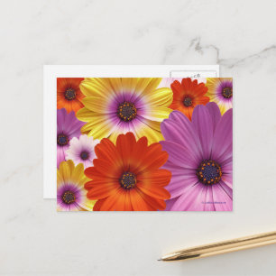 Kleurrijke Floral Medley van African Daisies Briefkaart
