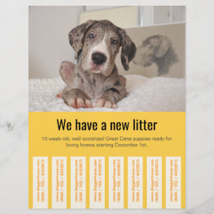 Kleurrijke flyer om Deense puppy's te verkopen