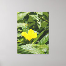 Kleurrijke Gele Bloem Tussen Groene Bladeren