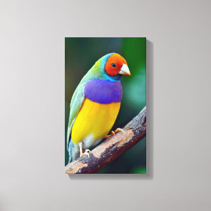 Kleurrijke gouldiaanse vink canvas afdruk