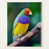 Kleurrijke gouldiaanse vink planner (Achterkant)