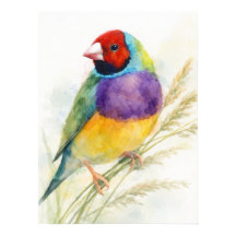 Kleurrijke Gouldian Finch vogel