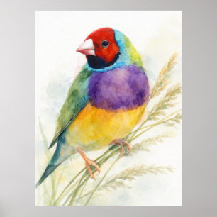 Kleurrijke Gouldian Finch vogel Poster