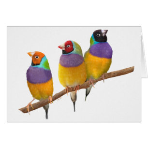 Kleurrijke Gouldian Finches in Pastels