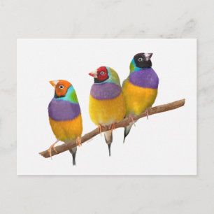 Kleurrijke Gouldian Finches in Pastels Briefkaart