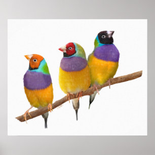 Kleurrijke Gouldian Finches in Pastels Poster