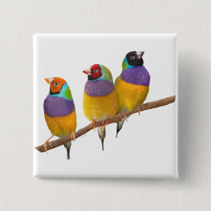 Kleurrijke Gouldian Finches in Pastels Vierkante Button 5,1 Cm