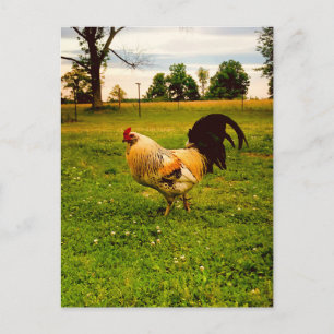 Kleurrijke Haan Boerderij Leven Foto Briefkaart