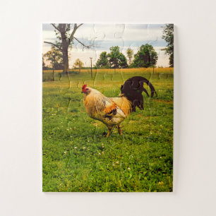 Kleurrijke Haan Boerderij Leven Foto Legpuzzel