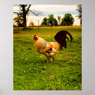 Kleurrijke Haan Boerderij Leven Foto Poster
