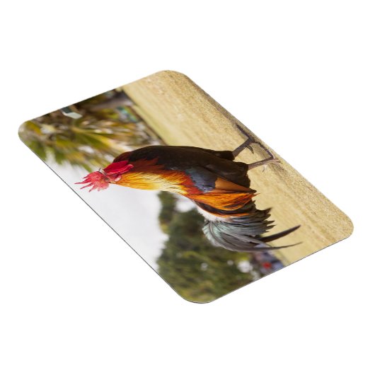 Kleurrijke Haan op Gras Magneet (Rechterzijde)