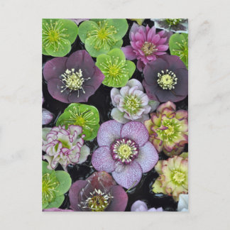 Kleurrijke hellebore bloemen briefkaart