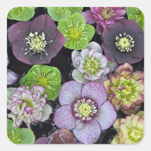 Kleurrijke hellebore bloemen vierkante sticker