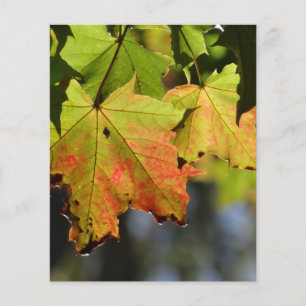 Kleurrijke herfstbladeren flyer