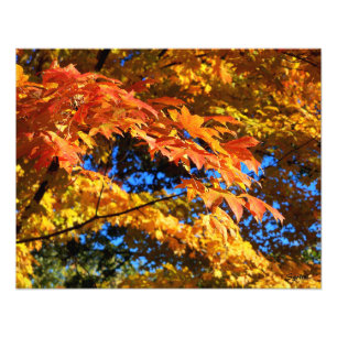 Kleurrijke herfstbladeren foto poster