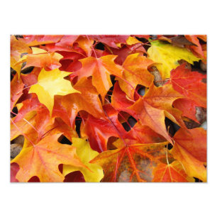 Kleurrijke herfstbladeren fotografie kunstprints foto afdruk