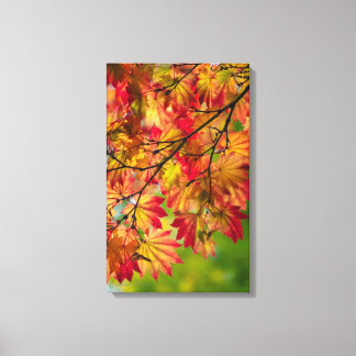 Kleurrijke herfstbladeren gewikkeld canvas afdruk