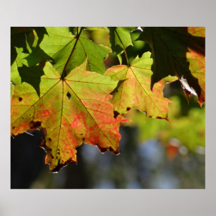 Kleurrijke herfstbladeren poster
