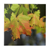 Kleurrijke herfstbladeren tegeltje (Voorkant)