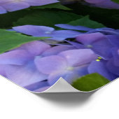 kleurrijke hydrangea poster (Hoek)