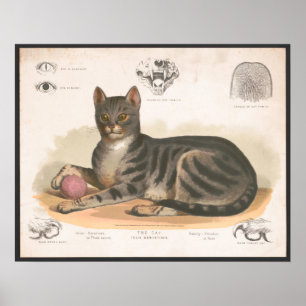 Kleurrijke illustratie van katten Afdrukken Poster