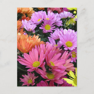 Kleurrijke Madeliefjes Foto Kunst Ansichtkaart Briefkaart