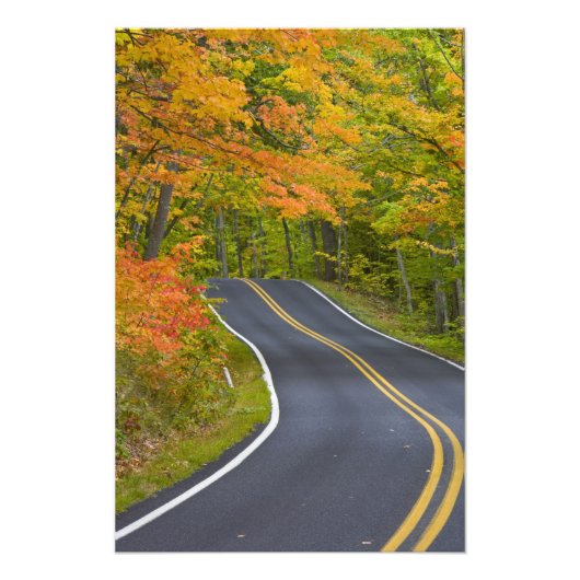 Kleurrijke mazelbomen in de herfstlijn schilderach foto afdruk (Voorkant)