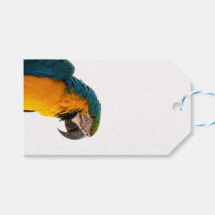 kleurrijke papegaai cadeaulabel