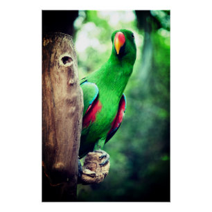 Kleurrijke papegaai Macaw Bird Perfect Poster