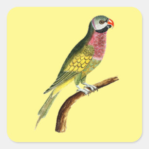 kleurrijke papegaai vogel dier vierkante sticker