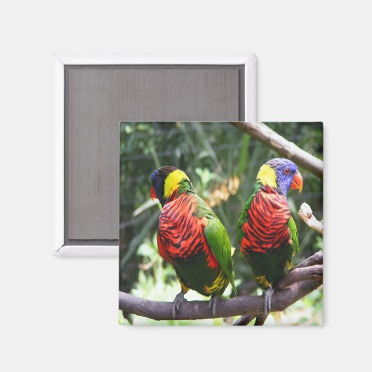 Kleurrijke papegaaien magneet (Voorkant / Achterkant)