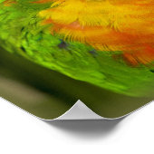 Kleurrijke parkiet poster (Hoek)