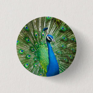 Kleurrijke Pauw Vogel Foto Ronde Button 3,2 Cm
