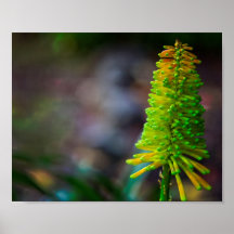 Kleurrijke Psychedelische fotografische bloem