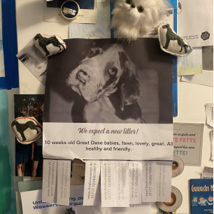Kleurrijke puppy-aankondiging voor Deense Dog Flyer