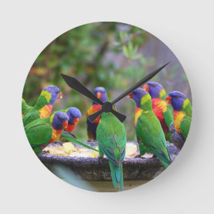 Kleurrijke Regenboog Lori's Papegaaien Eten Ronde Klok