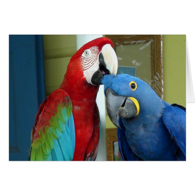 Kleurrijke rode en blauwe Macaws (Voorkant Horizontaal)