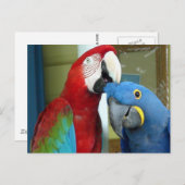 Kleurrijke rode en blauwe Macaws Briefkaart (Voorkant / Achterkant)