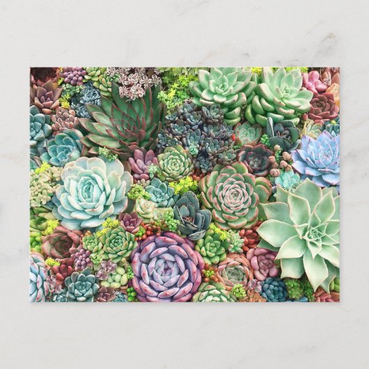 Kleurrijke Succulent Garden Briefkaart (Voorkant)