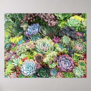 Kleurrijke Succulent Garden Poster