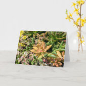 kleurrijke succulente planten kaart (Gele Bloem)