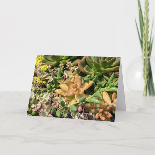 kleurrijke succulente planten kaart (Voorkant)