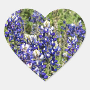 Kleurrijke Texas Bluebonnets - Lupinus texensis Hart Sticker