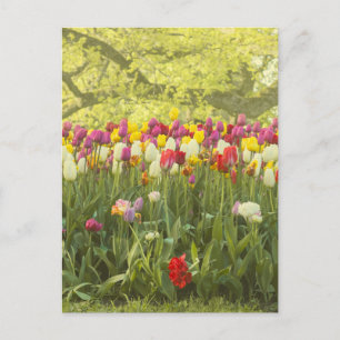 Kleurrijke tulpen in een park briefkaart