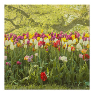 Kleurrijke tulpen in een park perfect poster