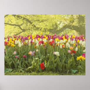 Kleurrijke tulpen in een park poster